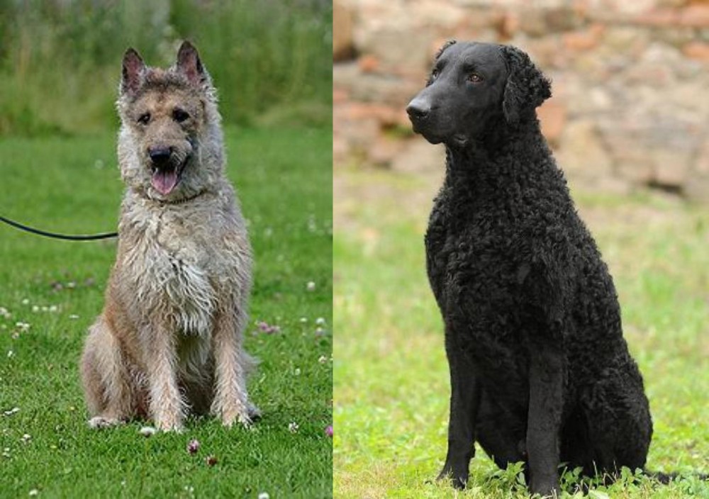 Curly Coated Retriever vs Belgian Shepherd Dog (Laekenois) - Breed Comparison