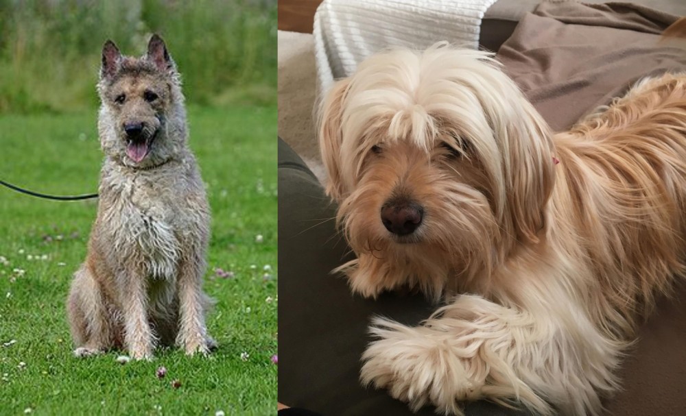 Cyprus Poodle vs Belgian Shepherd Dog (Laekenois) - Breed Comparison