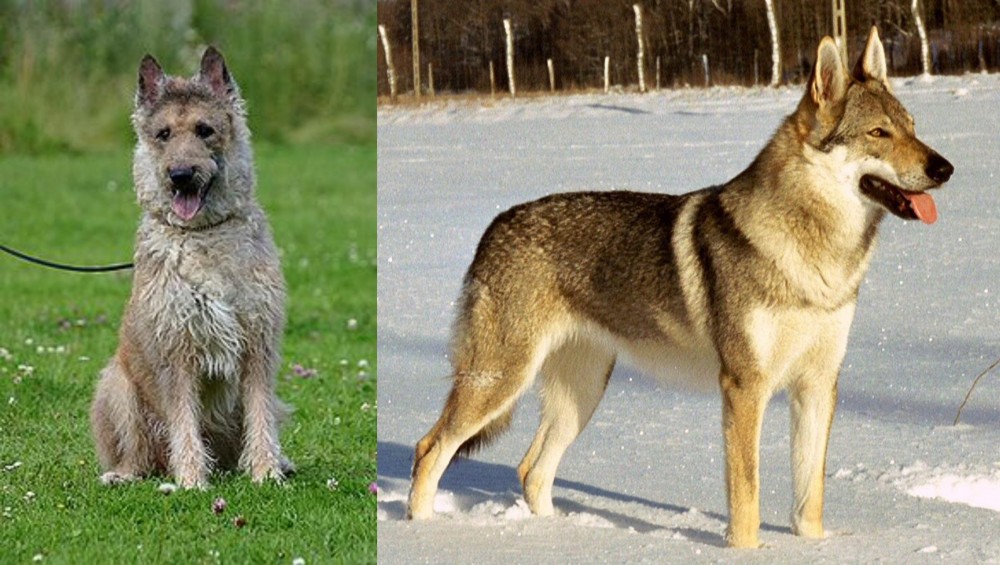 Czechoslovakian Wolfdog vs Belgian Shepherd Dog (Laekenois) - Breed Comparison