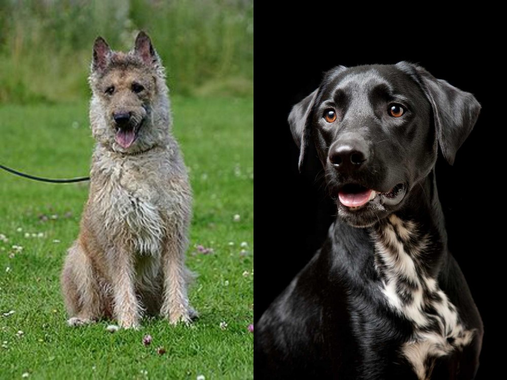 Dalmador vs Belgian Shepherd Dog (Laekenois) - Breed Comparison