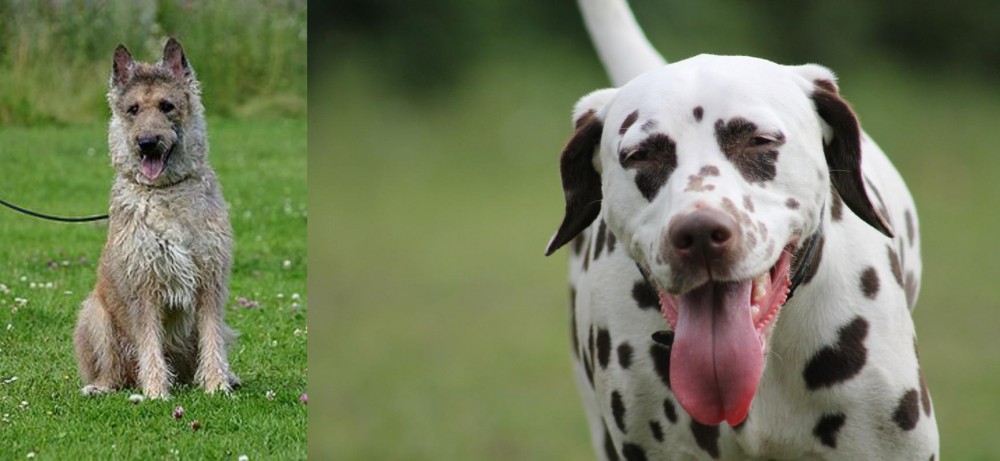 Dalmatian vs Belgian Shepherd Dog (Laekenois) - Breed Comparison