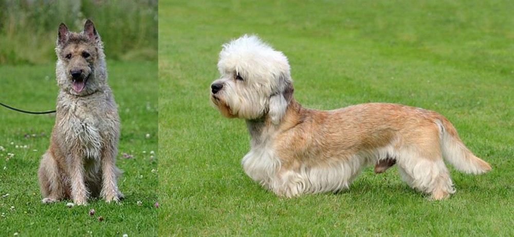 Dandie Dinmont Terrier vs Belgian Shepherd Dog (Laekenois) - Breed Comparison