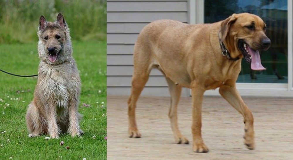 Danish Broholmer vs Belgian Shepherd Dog (Laekenois) - Breed Comparison