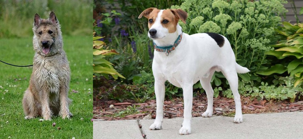 Danish Swedish Farmdog vs Belgian Shepherd Dog (Laekenois) - Breed Comparison