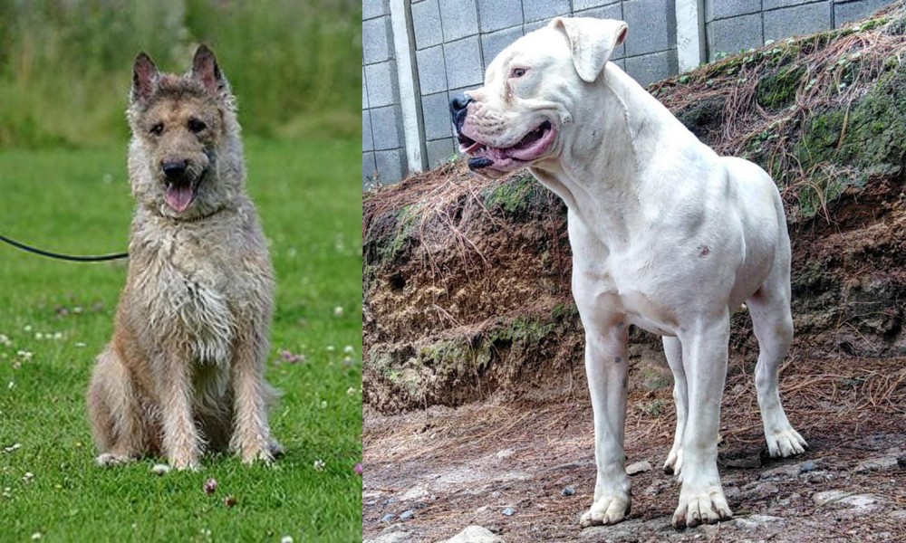 Dogo Guatemalteco vs Belgian Shepherd Dog (Laekenois) - Breed Comparison