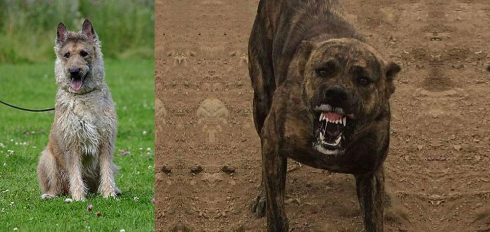Dogo Sardesco vs Belgian Shepherd Dog (Laekenois) - Breed Comparison