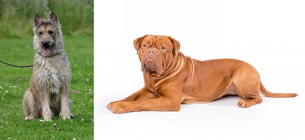 Dogue De Bordeaux vs Belgian Shepherd Dog (Laekenois) - Breed Comparison