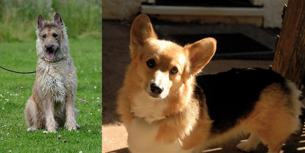 Dorgi vs Belgian Shepherd Dog (Laekenois) - Breed Comparison