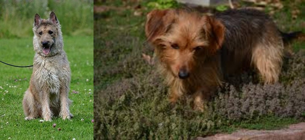 Dorkie vs Belgian Shepherd Dog (Laekenois) - Breed Comparison