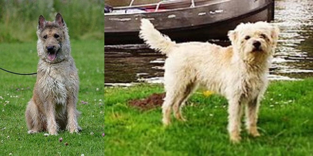 Dutch Smoushond vs Belgian Shepherd Dog (Laekenois) - Breed Comparison