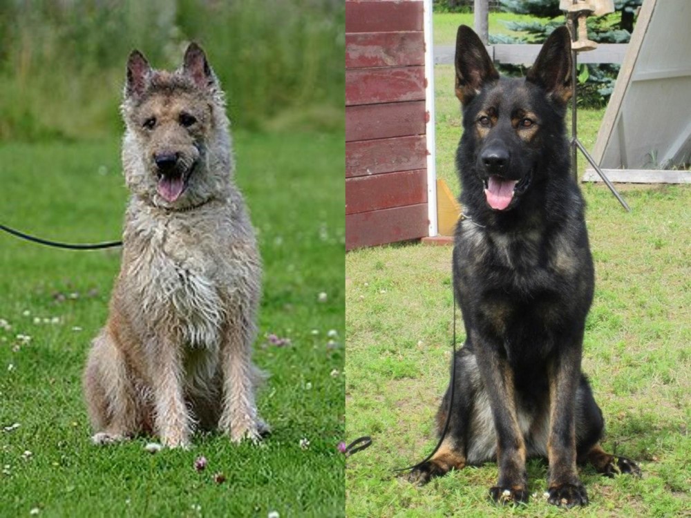 East German Shepherd vs Belgian Shepherd Dog (Laekenois) - Breed Comparison