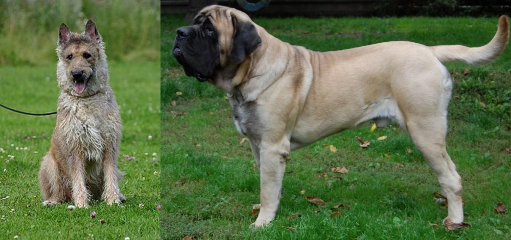 English Mastiff vs Belgian Shepherd Dog (Laekenois) - Breed Comparison