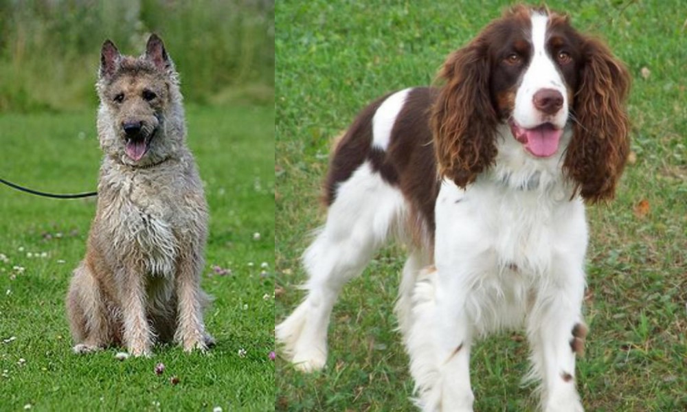 English Springer Spaniel vs Belgian Shepherd Dog (Laekenois) - Breed Comparison