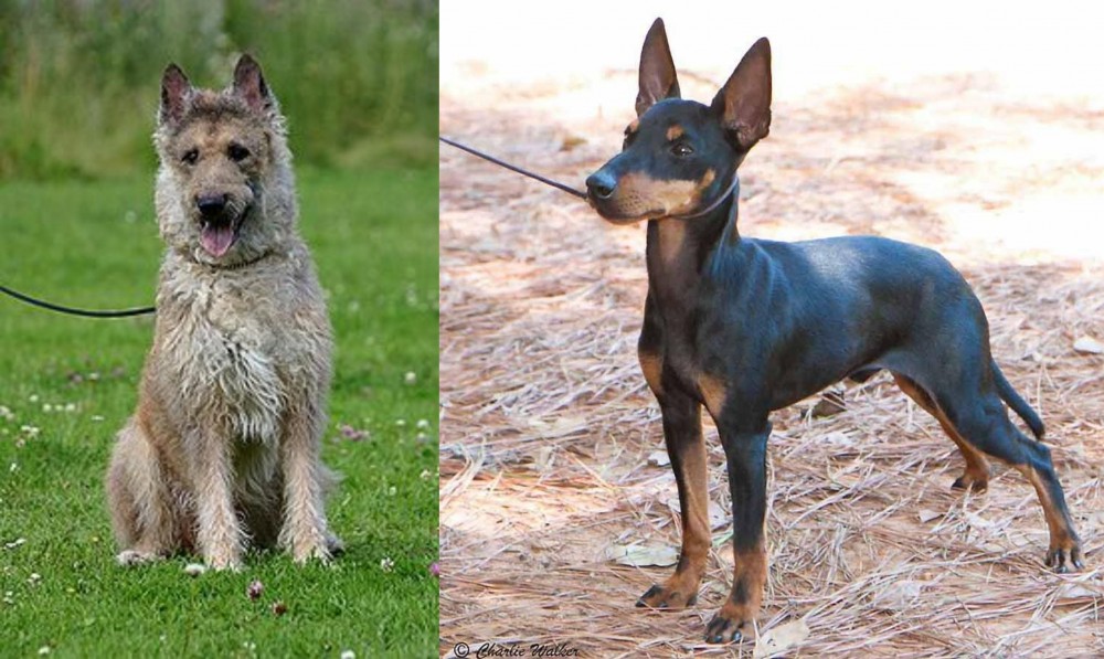 English Toy Terrier (Black & Tan) vs Belgian Shepherd Dog (Laekenois) - Breed Comparison