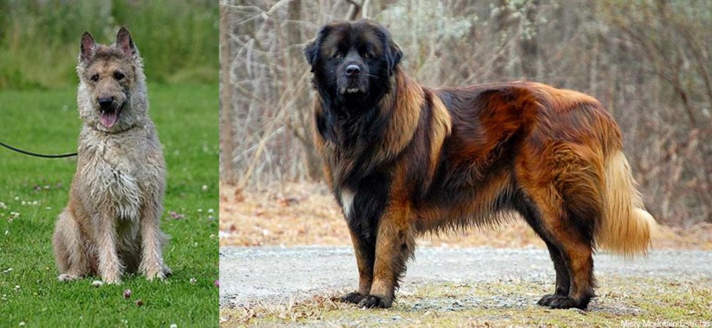Estrela Mountain Dog vs Belgian Shepherd Dog (Laekenois) - Breed Comparison
