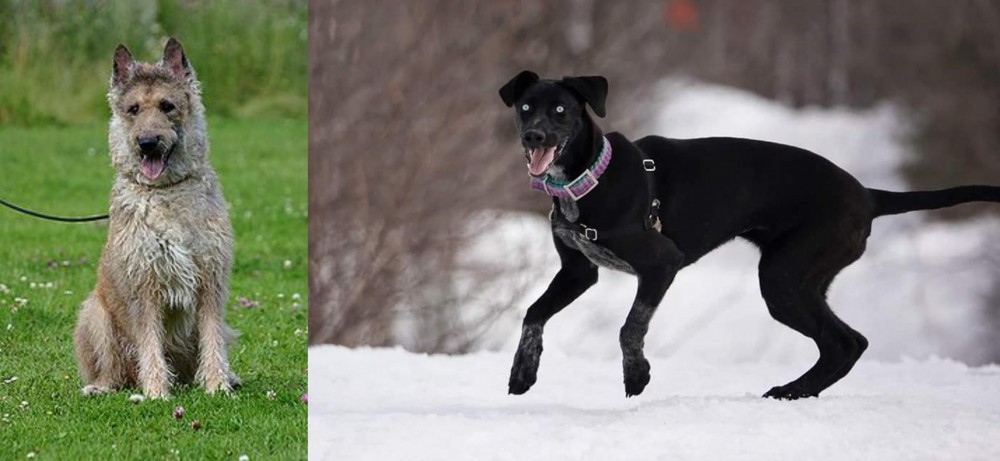 Eurohound vs Belgian Shepherd Dog (Laekenois) - Breed Comparison