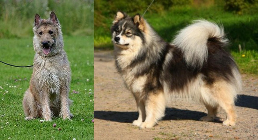 Finnish Lapphund vs Belgian Shepherd Dog (Laekenois) - Breed Comparison