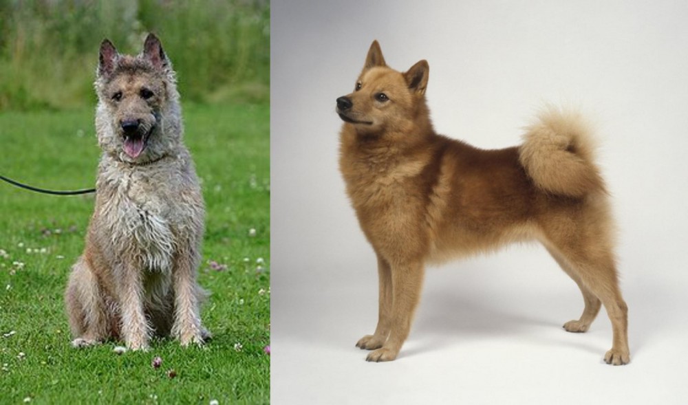 Finnish Spitz vs Belgian Shepherd Dog (Laekenois) - Breed Comparison