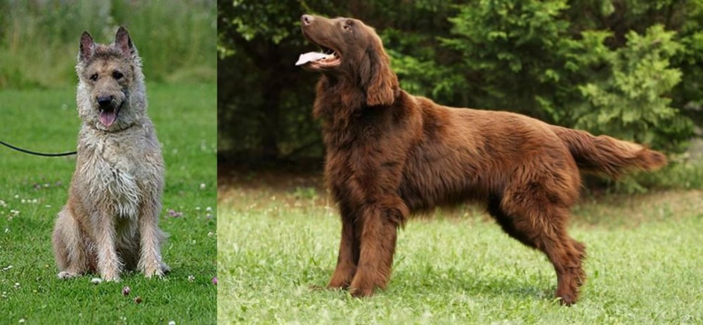 Flat-Coated Retriever vs Belgian Shepherd Dog (Laekenois) - Breed Comparison
