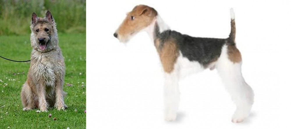 Fox Terrier vs Belgian Shepherd Dog (Laekenois) - Breed Comparison