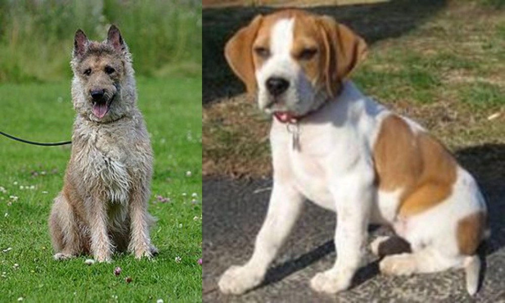 Francais Blanc et Orange vs Belgian Shepherd Dog (Laekenois) - Breed Comparison