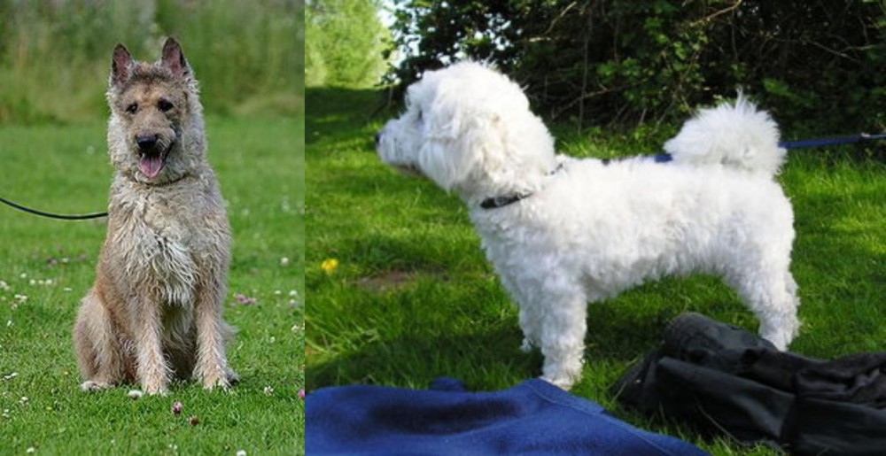 Franzuskaya Bolonka vs Belgian Shepherd Dog (Laekenois) - Breed Comparison