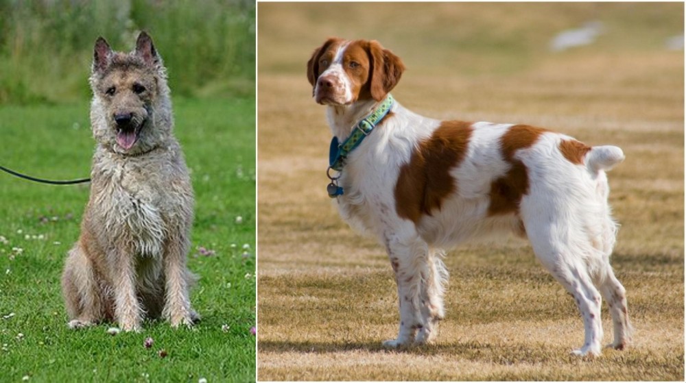 French Brittany vs Belgian Shepherd Dog (Laekenois) - Breed Comparison