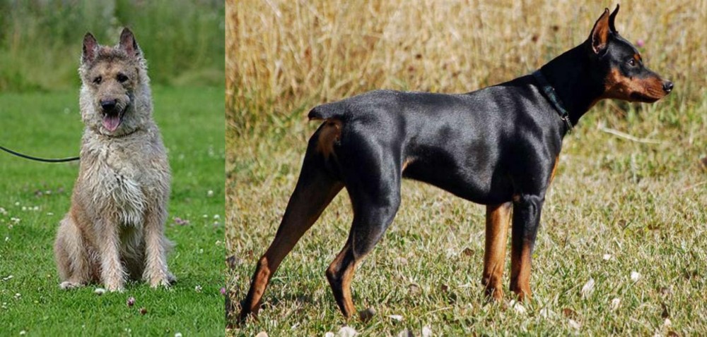 German Pinscher vs Belgian Shepherd Dog (Laekenois) - Breed Comparison