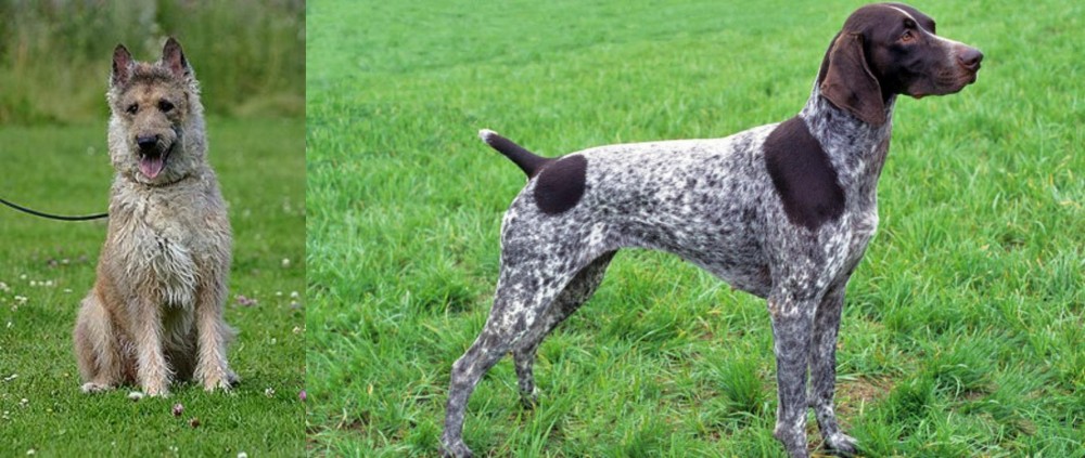 German Shorthaired Pointer vs Belgian Shepherd Dog (Laekenois) - Breed Comparison