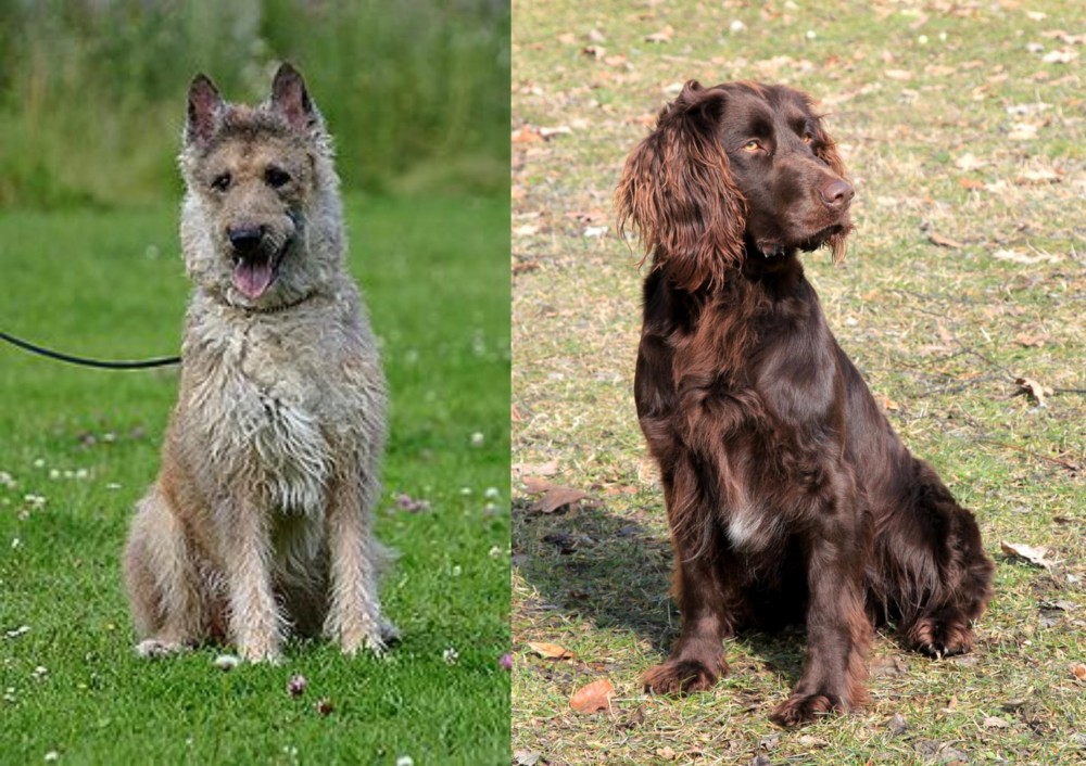 German Spaniel vs Belgian Shepherd Dog (Laekenois) - Breed Comparison