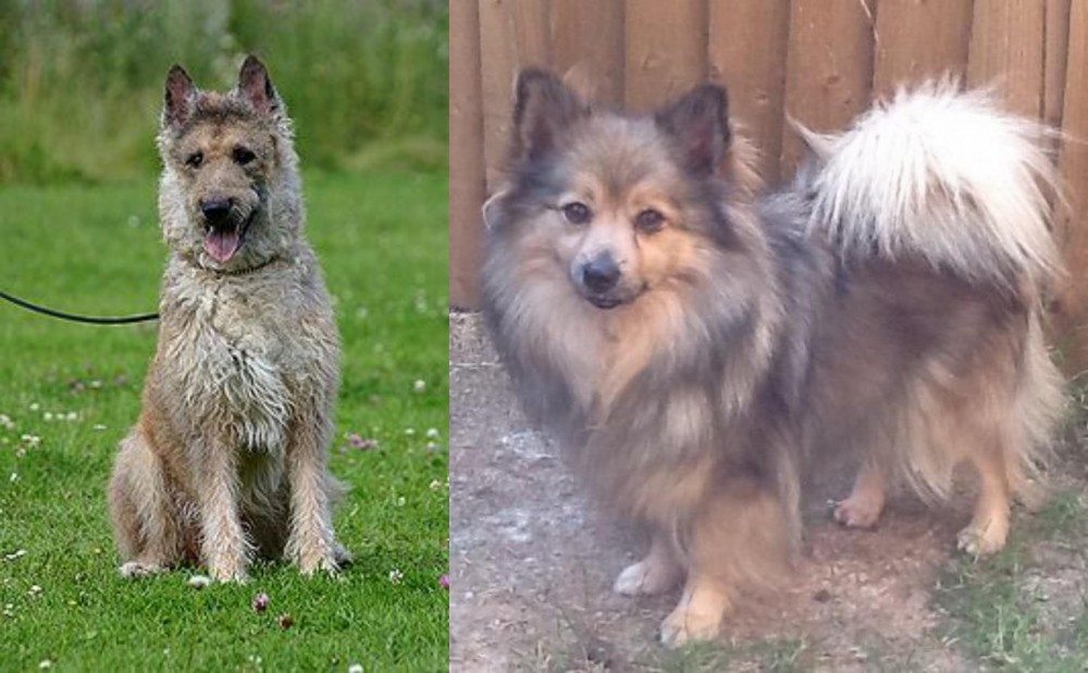 German Spitz (Mittel) vs Belgian Shepherd Dog (Laekenois) - Breed Comparison