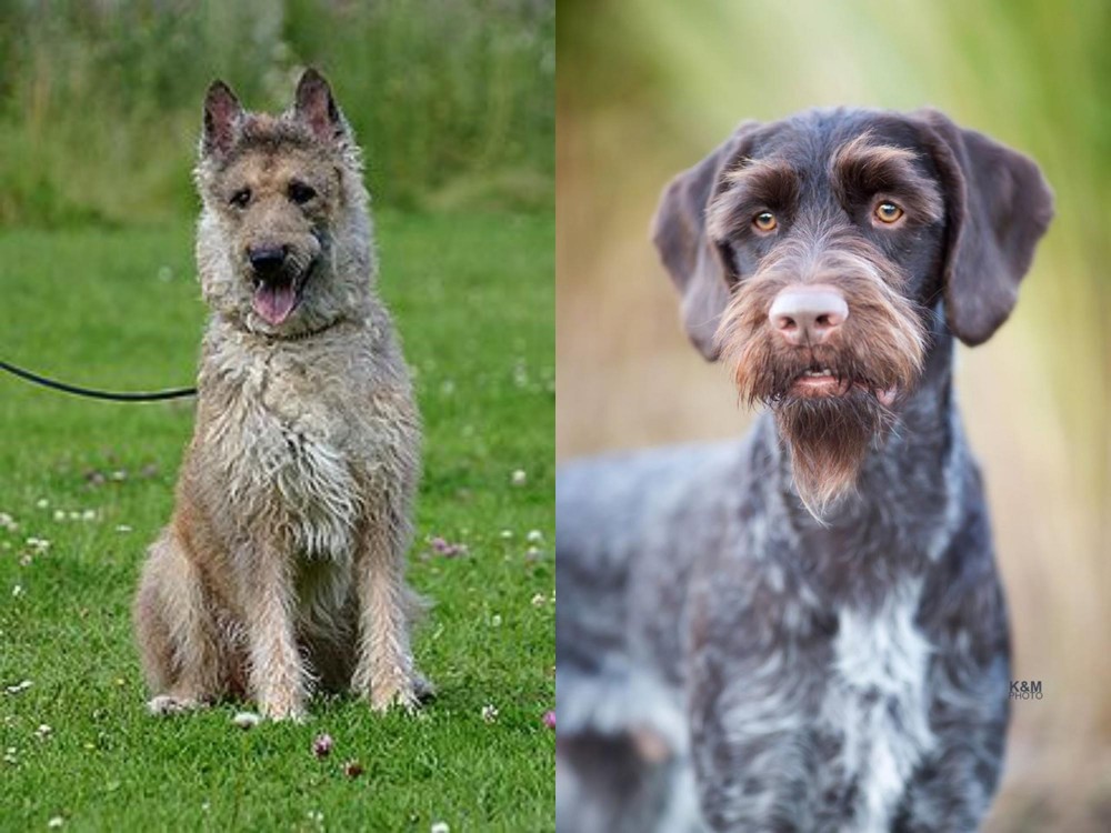 German Wirehaired Pointer vs Belgian Shepherd Dog (Laekenois) - Breed Comparison