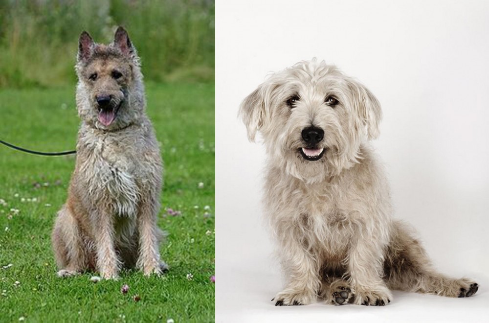 Glen of Imaal Terrier vs Belgian Shepherd Dog (Laekenois) - Breed Comparison