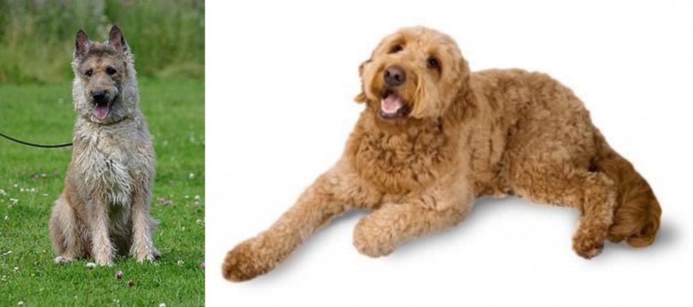 Golden Doodle vs Belgian Shepherd Dog (Laekenois) - Breed Comparison