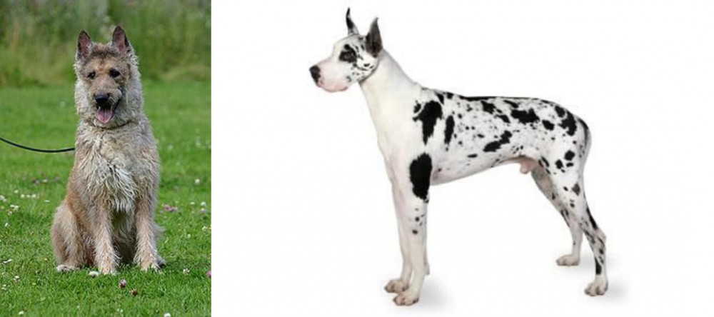 Great Dane vs Belgian Shepherd Dog (Laekenois) - Breed Comparison
