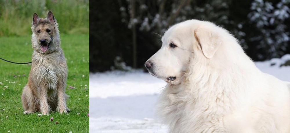 Great Pyrenees vs Belgian Shepherd Dog (Laekenois) - Breed Comparison