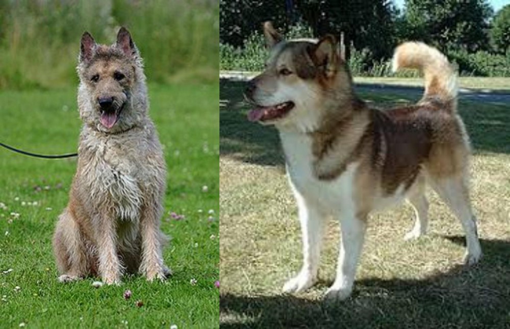 Greenland Dog vs Belgian Shepherd Dog (Laekenois) - Breed Comparison