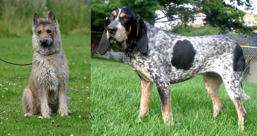 Griffon Bleu de Gascogne vs Belgian Shepherd Dog (Laekenois) - Breed Comparison