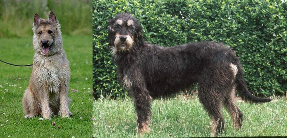 Griffon Nivernais vs Belgian Shepherd Dog (Laekenois) - Breed Comparison
