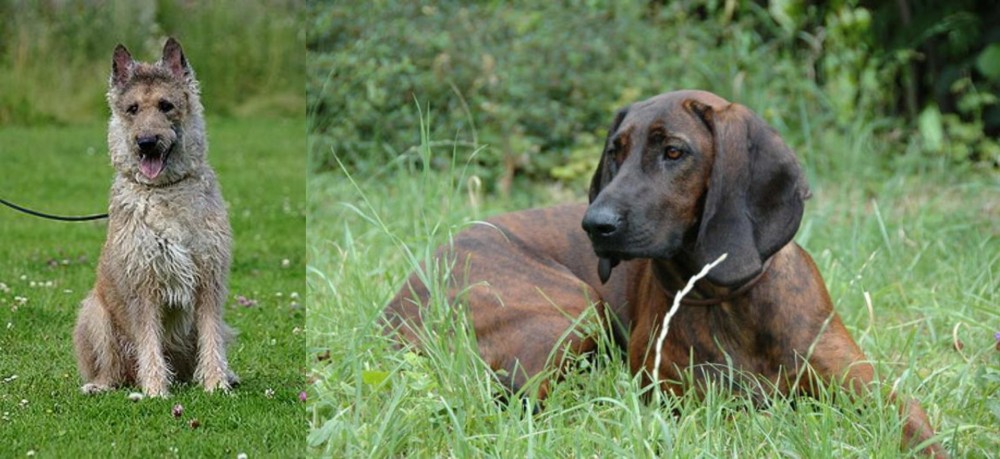 Hanover Hound vs Belgian Shepherd Dog (Laekenois) - Breed Comparison