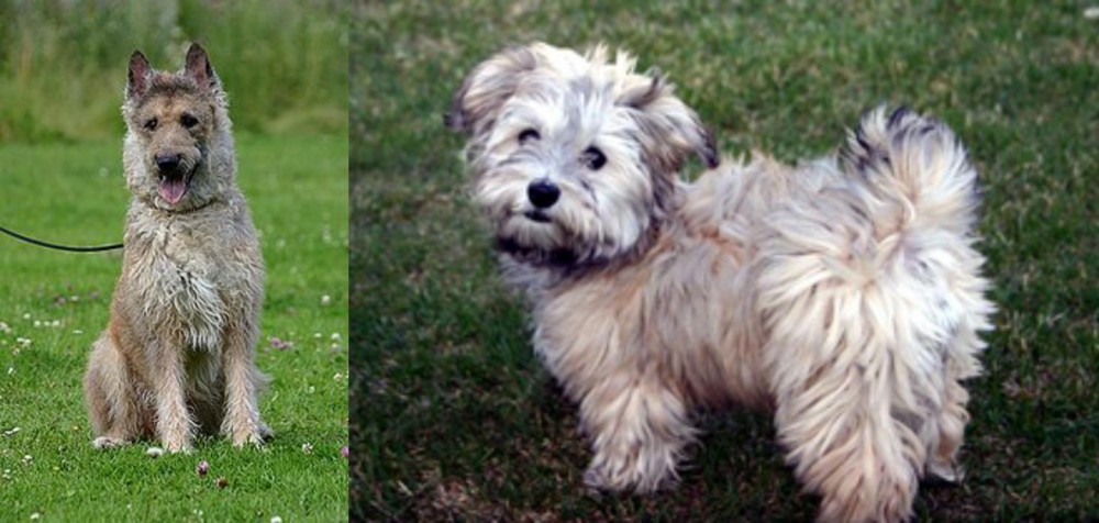 Havapoo vs Belgian Shepherd Dog (Laekenois) - Breed Comparison