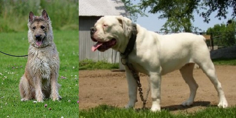 Hermes Bulldogge vs Belgian Shepherd Dog (Laekenois) - Breed Comparison
