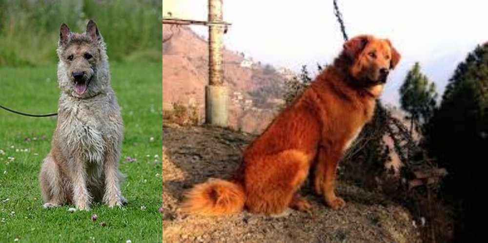 Himalayan Sheepdog vs Belgian Shepherd Dog (Laekenois) - Breed Comparison