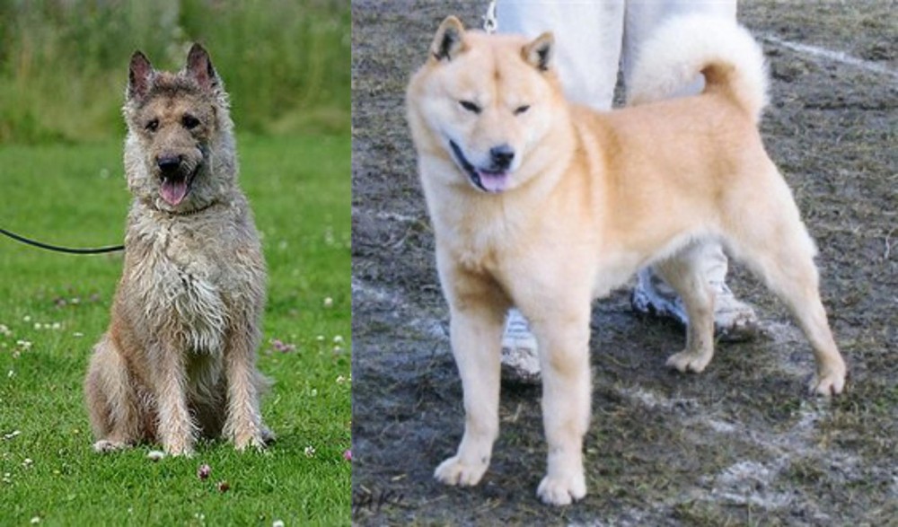 Hokkaido vs Belgian Shepherd Dog (Laekenois) - Breed Comparison