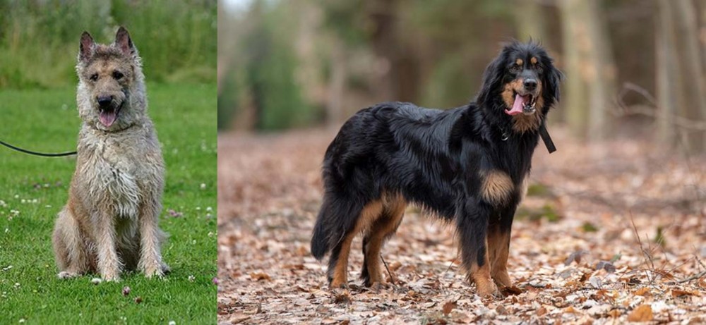 Hovawart vs Belgian Shepherd Dog (Laekenois) - Breed Comparison