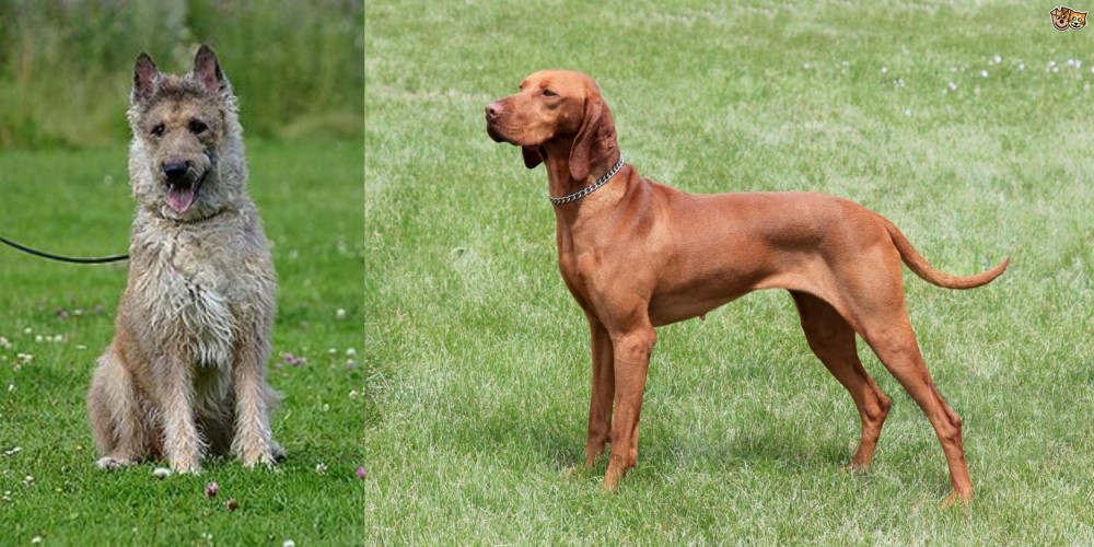 Hungarian Vizsla vs Belgian Shepherd Dog (Laekenois) - Breed Comparison
