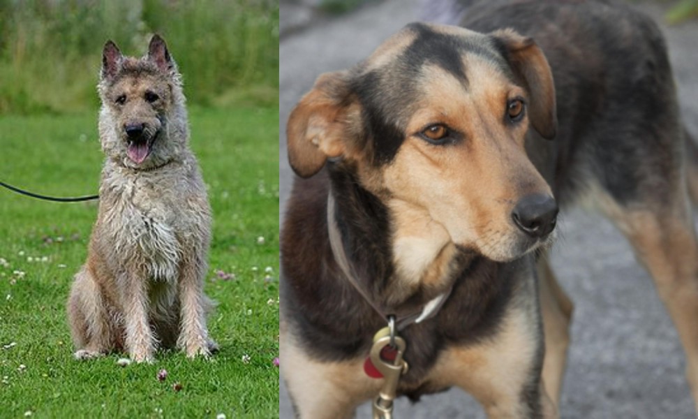 Huntaway vs Belgian Shepherd Dog (Laekenois) - Breed Comparison