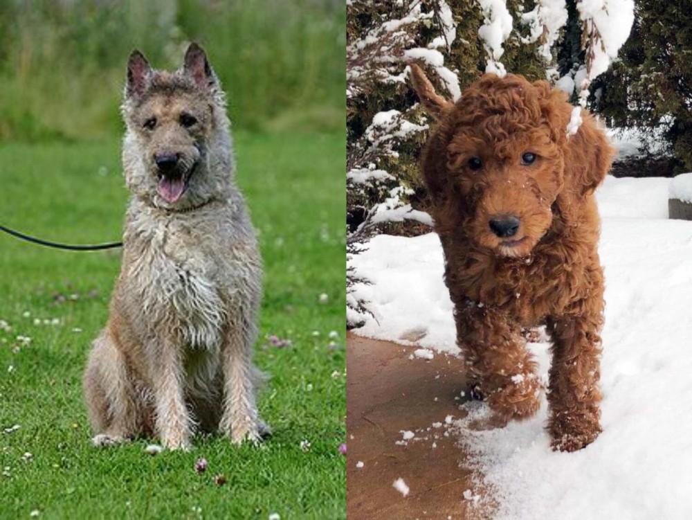 Irish Doodles vs Belgian Shepherd Dog (Laekenois) - Breed Comparison