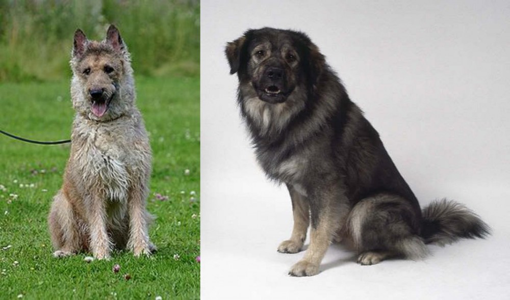Istrian Sheepdog vs Belgian Shepherd Dog (Laekenois) - Breed Comparison