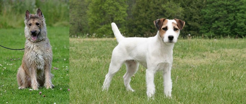 Jack Russell Terrier vs Belgian Shepherd Dog (Laekenois) - Breed Comparison